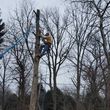 Photo #3: Tree removal & tree pruning