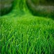 Photo #2: CUT YOUR GRASS, PLAINFIELD. $40