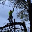 Photo #2: A &A tree service( We are fully insured  )