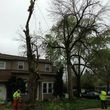 Photo #3: A &A tree service( We are fully insured  )