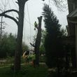 Photo #4: A &A tree service( We are fully insured  )