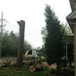 Photo #5: A &A tree service( We are fully insured  )