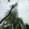 Photo #6: A &A tree service( We are fully insured  )