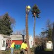 Photo #3: BUDDY"S TREE SERVICE