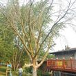Photo #1: Tree Cutting Service-Tree Removal