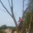 Photo #3: Tree Cutting Service-Tree Removal