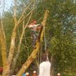 Photo #4: Tree Cutting Service-Tree Removal
