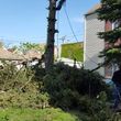 Photo #8: Tree Cutting Service-Tree Removal