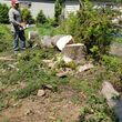 Photo #9: Tree Cutting Service-Tree Removal