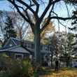 Photo #10: Tree Cutting Service-Tree Removal
