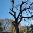 Photo #11: Tree Cutting Service-Tree Removal