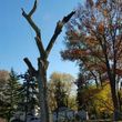Photo #12: Tree Cutting Service-Tree Removal