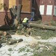 Photo #16: Tree Cutting Service-Tree Removal