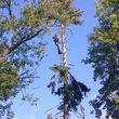 Photo #17: Tree Cutting Service-Tree Removal
