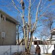 Photo #19: Tree Cutting Service-Tree Removal