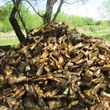 Photo #3: FIREWOOD