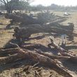 Photo #13: *Firewood*Mesquite*BBQ Wood*Wheel Barrow Load*