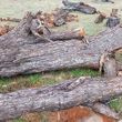 Photo #15: *Firewood*Mesquite*BBQ Wood*Wheel Barrow Load*