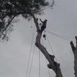 Photo #17: Licensed Insured & Bonded. Tree Services & Landscaping. Lic # 994142