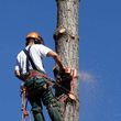Photo #1: Affordable Tree Service Superior Results Tree Removal