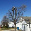 Photo #5: Affordable Tree Service Superior Results Tree Removal