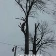 Photo #4: 🔰Tree Care Services (20% Off Special) Most Affordable Rates in