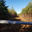 Photo #21: Land Clearing, L.C.S. Skidsteer mulching services