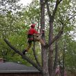 Photo #1: Tree Service / Tree Trimming An Removel ( All Seasones Tree Service )