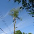 Photo #3: Tree Service / Tree Trimming An Removel ( All Seasones Tree Service )