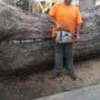 Photo #4: Tree Service / Tree Trimming An Removel ( All Seasones Tree Service )