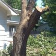 Photo #7: Tree Service / Tree Trimming An Removel ( All Seasones Tree Service )