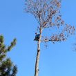 Photo #4: Advance Tree Service... DOWN TREES AND LIMBS