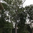 Photo #7: My Crew Tree Service(Free estimate)