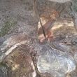 Photo #7: Stump Grinding, Wood Splitting, Fence Cleaning
