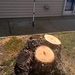 Photo #9: Stump Grinding, Wood Splitting, Fence Cleaning