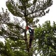 Photo #1: Affordable tree trimming & tree emoval service. Including Landscaping
