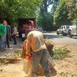 Photo #5: STORM CLEANUP-Tree & Stump Removal