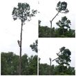 Photo #1: 🌳TRICHE TREE🌳 Louisiana Licensed Arborist - Insured