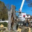 Photo #16: AL'S Tree Removal & Stumpgrinding