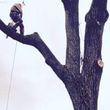 Photo #7: LICENSED & AFFORDABLE TREE SERVICE