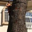 Photo #10: LICENSED & AFFORDABLE TREE SERVICE