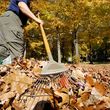Photo #3: Yard Cleaning - Fall Cleanup - Leaf Removal