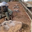 Photo #8: Stump Grinding and Root Removal