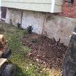 Photo #12: Stump Grinding and Root Removal