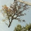 Photo #7: ABC TREE  EXPERTS.. removal, , all aspects of tree service -
