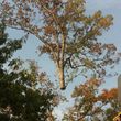 Photo #8: ABC TREE  EXPERTS.. removal, , all aspects of tree service -