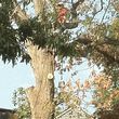 Photo #9: ABC TREE  EXPERTS.. removal, , all aspects of tree service -