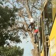 Photo #10: ABC TREE  EXPERTS.. removal, , all aspects of tree service -