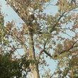 Photo #11: ABC TREE  EXPERTS.. removal, , all aspects of tree service -