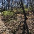 Photo #6: Land clearing, underbrush mowing, property reclamation